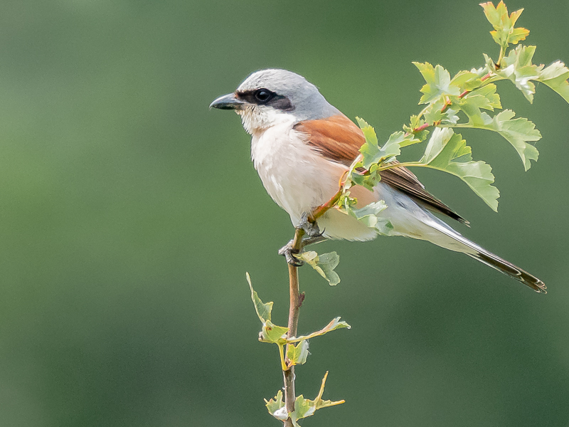 Lezing over de Grauwe Klauwier e.a. vogels