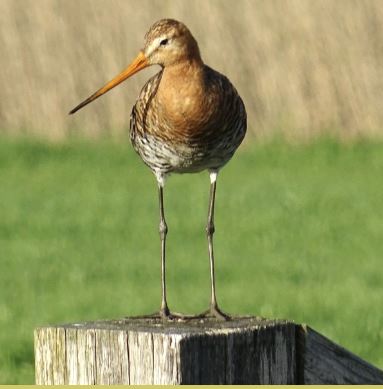 Lage Vuchtpolder plasdras