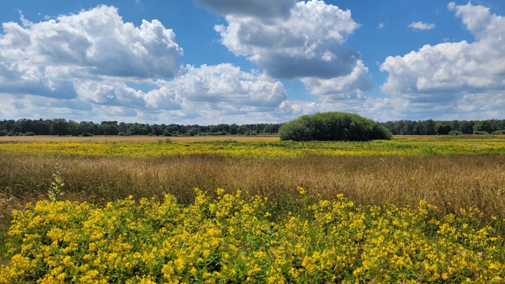 Castelreseesche Heide