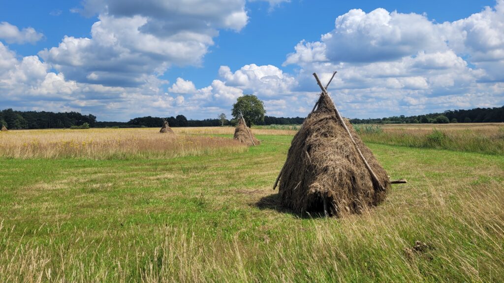 Castelreesche Heide