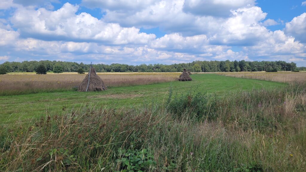 Castelreesche Heide