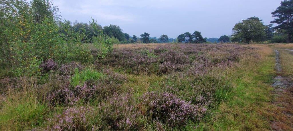 Strijbeekse Heide