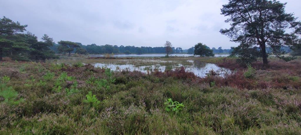 Strijbeekse Heide