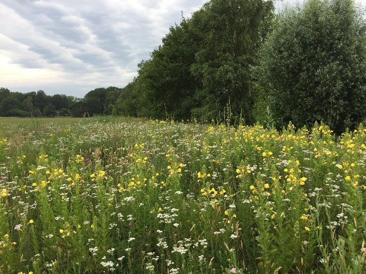 Boomkikkerpad Natuurgebied