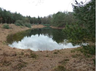 De Hpllandse Bossen Natuurgebied