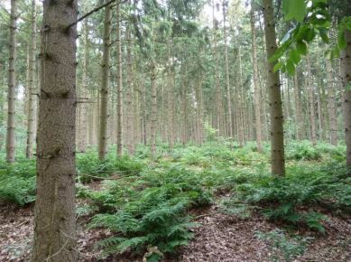 De Hpllandse Bossen Natuurgebied