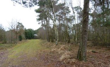 De Hpllandse Bossen Natuurgebied