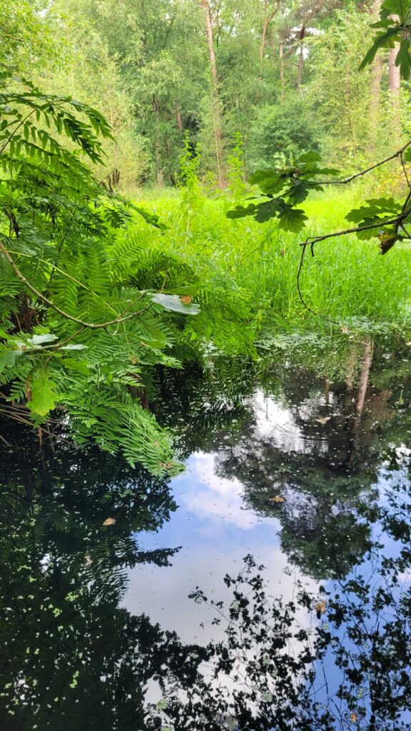 Krabbebossen Natuurgebied