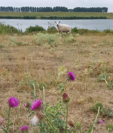 Stellebos Natuurgebied