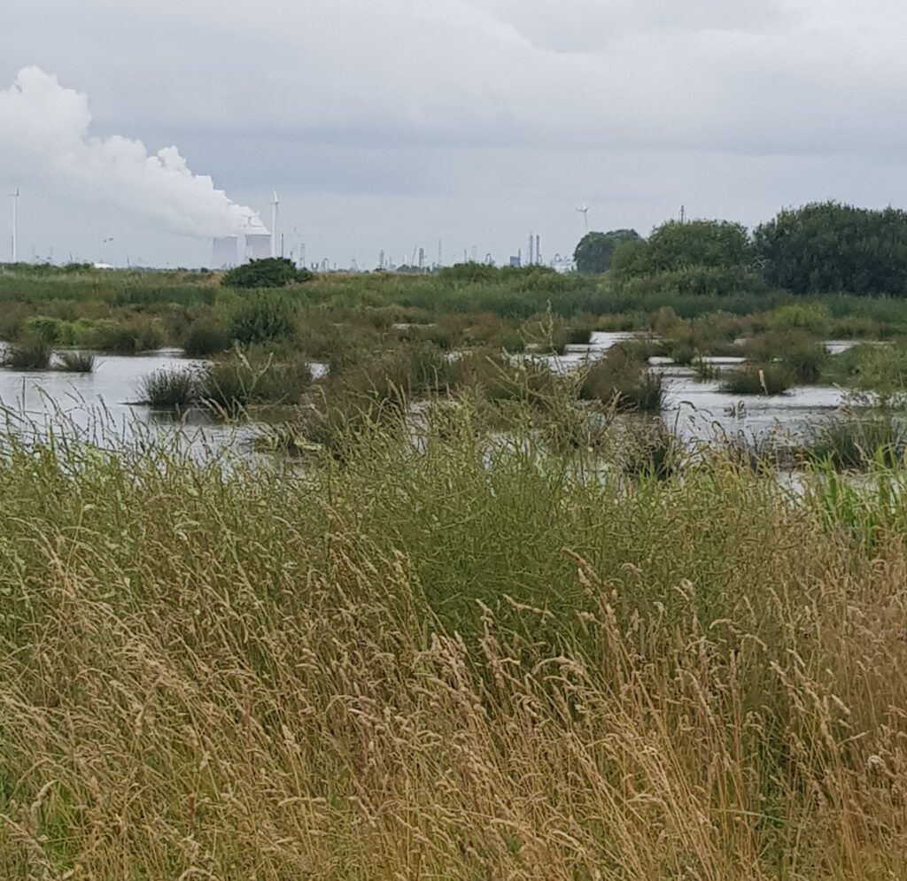 Noordpolder van ossendrecht Natuurgebied