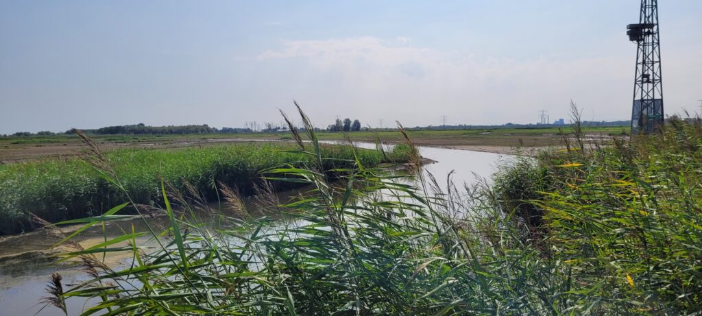 Biesbosch Noordwaard Natuurgebieden