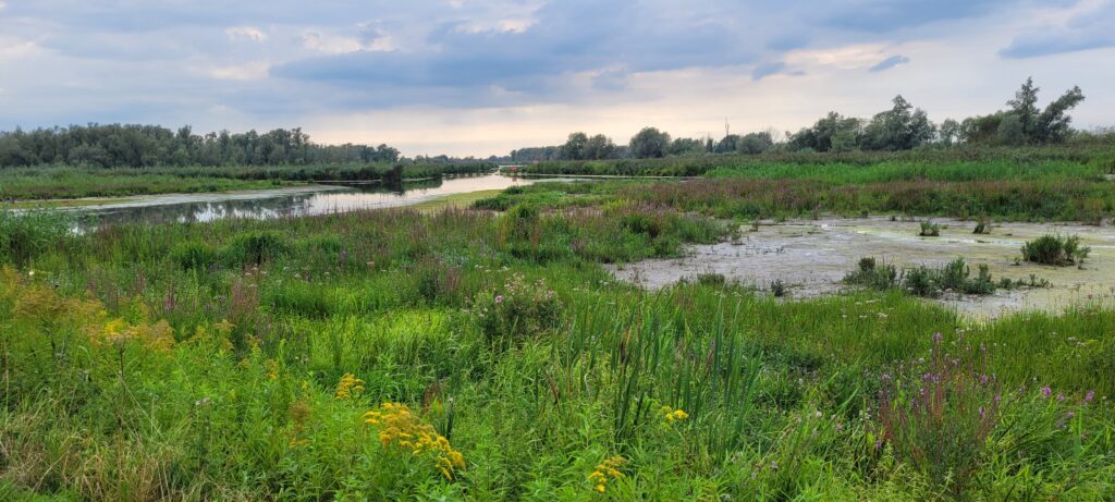 Biesbosch Noordwaard Natuurgebieden