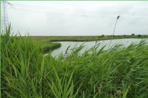 De Molenplaat Natuurgebieden