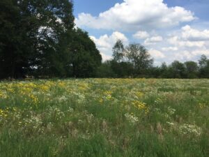 De Riggen natuurgebieden