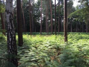 De Riggen natuurgebieden