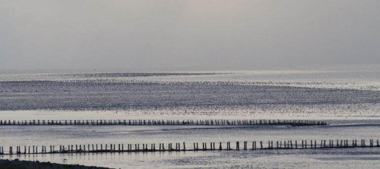 Duolezing vogelwacht waddeneilanden en kraanvogels