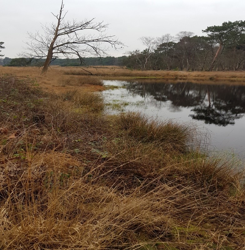 Goudberg en Zwart Goor Natuurgebieden