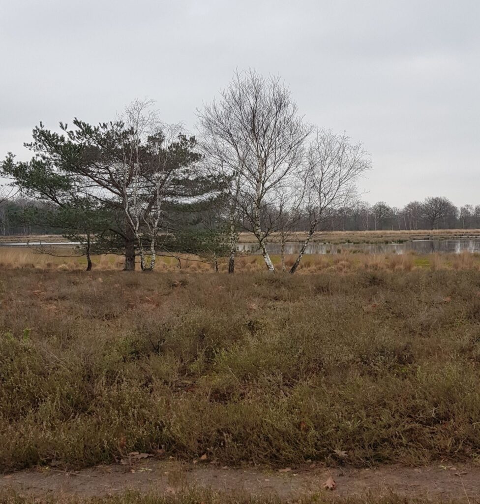 Goudberg en Zwart Goor Natuurgebieden