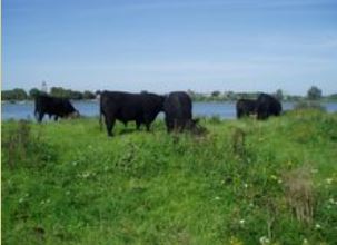 Groesplaat Natuurgebieden