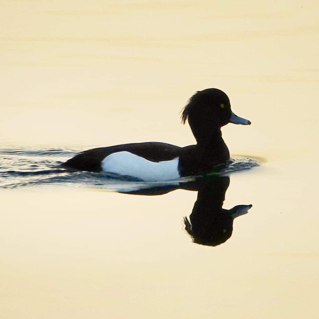 Excursie Brabantse Biesbosch – Noordwaard