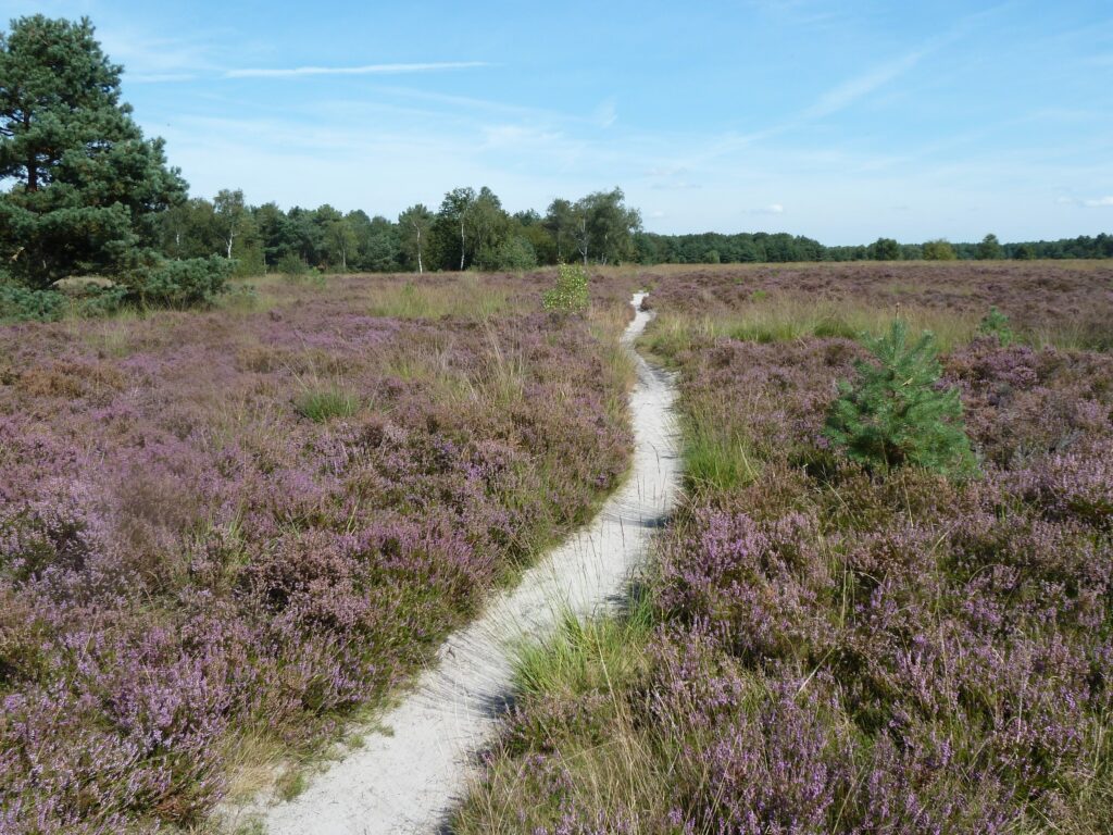 Rucphense Bossen Natuurgebied