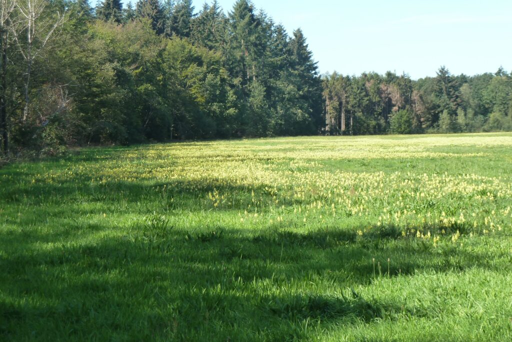 Rucphense Bossen Natuurgebied