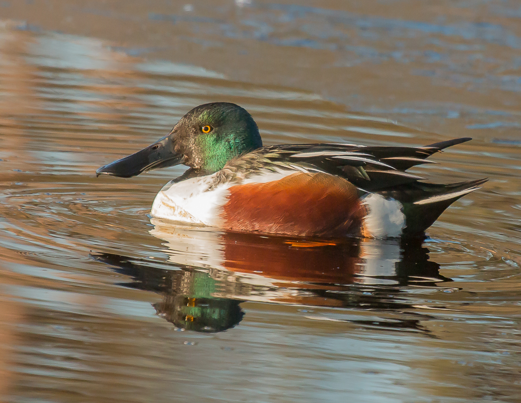 Biesbosch Excursie