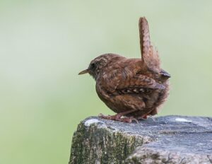 Vrachelse Heide Natuurgebieden