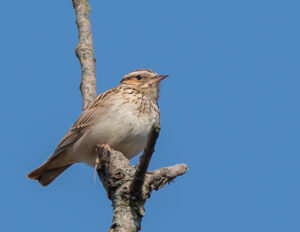 Excursie Oude Buisse Heide