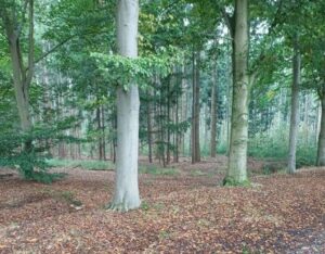 Natuurgebied De Hooiberg