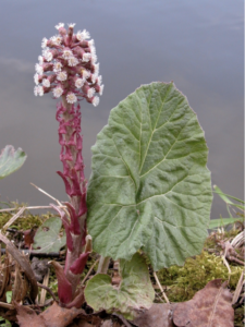 Hybride basiscursus Flora van Nederland 2025