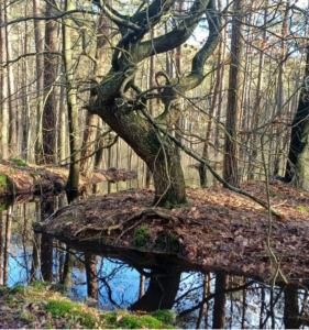 Natuurgebied Chaamse bossen