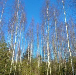 Natuurgebied Chaamse bossen