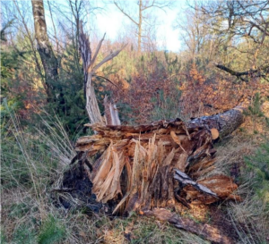 Natuurgebied Chaamse bossen